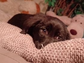 4 Welpen, Schäferhundmischlinge, 1 Rüde, 3Weibchen