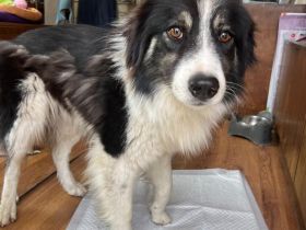 Indio - auf dem Weg, Vertrauen zu schenken🥰