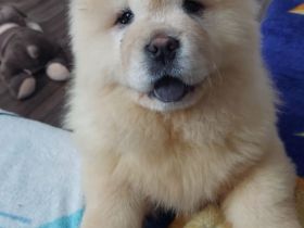 Familie mit Haus und Garten SUCHT Chow Chow Weibchen in Creme oder Hellbraun