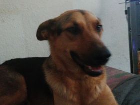 Suche dringend neues Zuhause