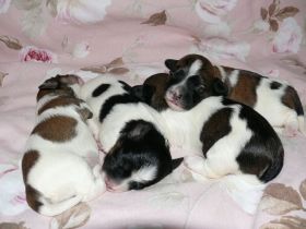 Kleinhund Bezaubernde Havaneserwelpen VDH