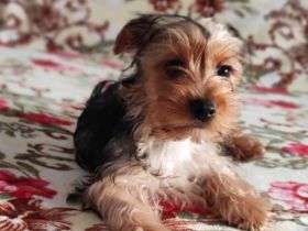 Yorkshire Terrier Welpen
