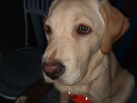 Labrador