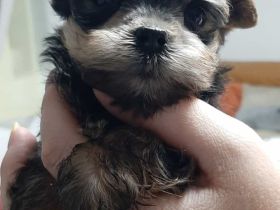 Yorkshire terrier welpe reinrassig