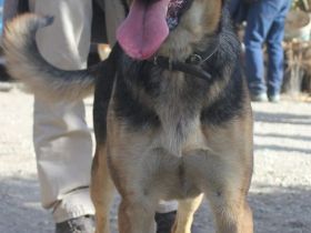 Junghund Azlan mit traumhaftem Charakter