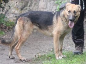 Sonnenschein Ace sucht Dich