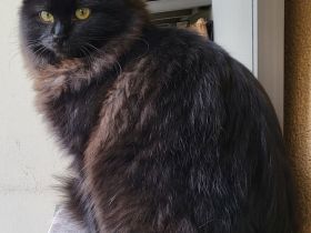 Ragdoll Kitten mit Stammbaum