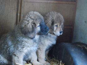 Süsse Do-Khyi Welpen mit Papieren