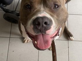 Bully sucht ein neues Zuhause