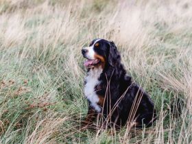 Berner Sennenrüde Championatsrüde Deckrüde für gesunde Damen