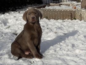 Silberne Labrador Welpen