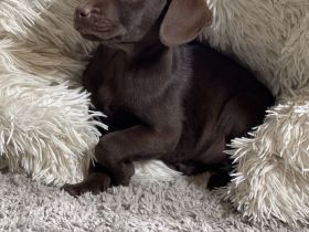 Tolle Labrador Welpen