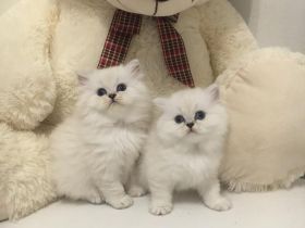 BLH Kitten mit Stammbaum