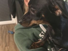 Chihuahua/Dackel Mix "Pablo"