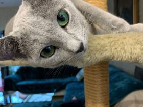 Exzellente reinrassige Russisch Blau Kitten mit Stammbaum