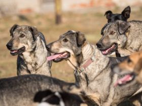 lieber,kastrierter Samy, ca. 5 Jahre, lebt in Rumänien im Zwinger ohne Hundehütte; wir suchen ein He