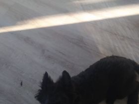 Schäfer-Husky-Hüte-Mix