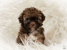 Bolonka Zwetna mit Ahnentafel