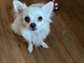 Pomeranian- Chihuahua Mix