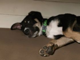 Malinois xLabrador Welpen Mix Joker