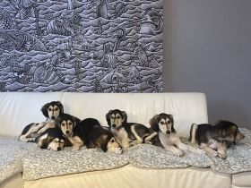 Nefesh Salukis B-Wurf: Liebe auf Anhieb