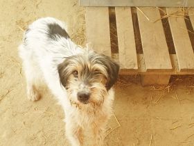 Artur- ein toller Mischling möchte ein zuhause bei einer Einzelperson