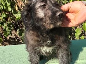 Czesarina wartet in einer Pflegestelle auf ein eigenes zuhause