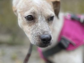 Latte  bildschönes Hundemädchen wartet in einer Pflegestelle auf ein zuhause