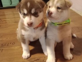 Sibirischer Husky Welpen