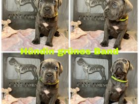 Kräftige Cane Córso Welpen