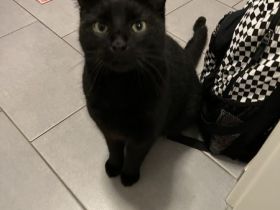 2 Jahre junger Freigänger - schwarzer Kater in gute Hände abzugeben