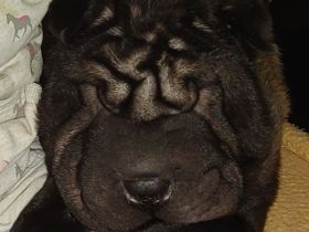 Shar Pei