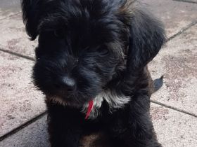 Wunderschöne Parpoowelpen