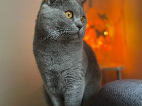 Reinrassiger BKH Blue, Erfahrener Deckkater mit Blutgruppe B