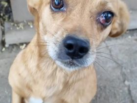 Mischlingsdame Cherry