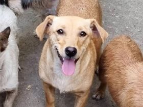 Mischlingsdame Nella