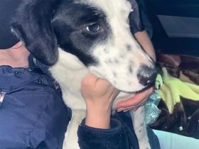 Mischlingsdame Tally