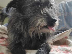 Mischlingsdame Negruta