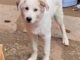 Mischlingsrüde Jimmy