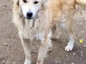 Mischlingsdame Diana