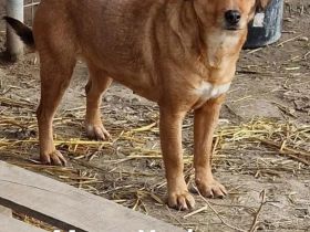 Mischlingsdame Youka