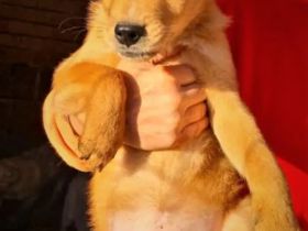 Mischlingsrüde Yugo