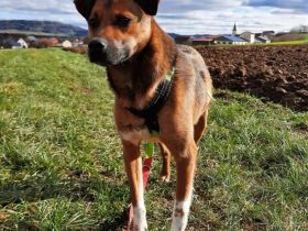 Mischlingsrüde Jumbo