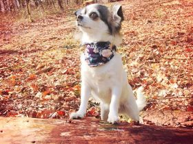 5* zuhause gesucht für meine chihuahuahündin in der Farbe Husky