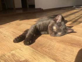 Verspielte Kätzchen