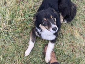 Australian Shepherd Hündin