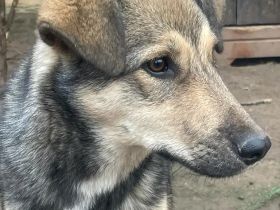 Mischlingsdame Cappuccino