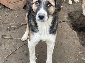 Mischlingsrüde Romeo