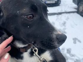 Mischlingsdame Skadi