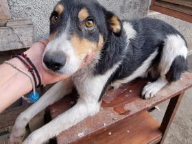 Mischlingsrüde Tubi